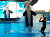 Sea World